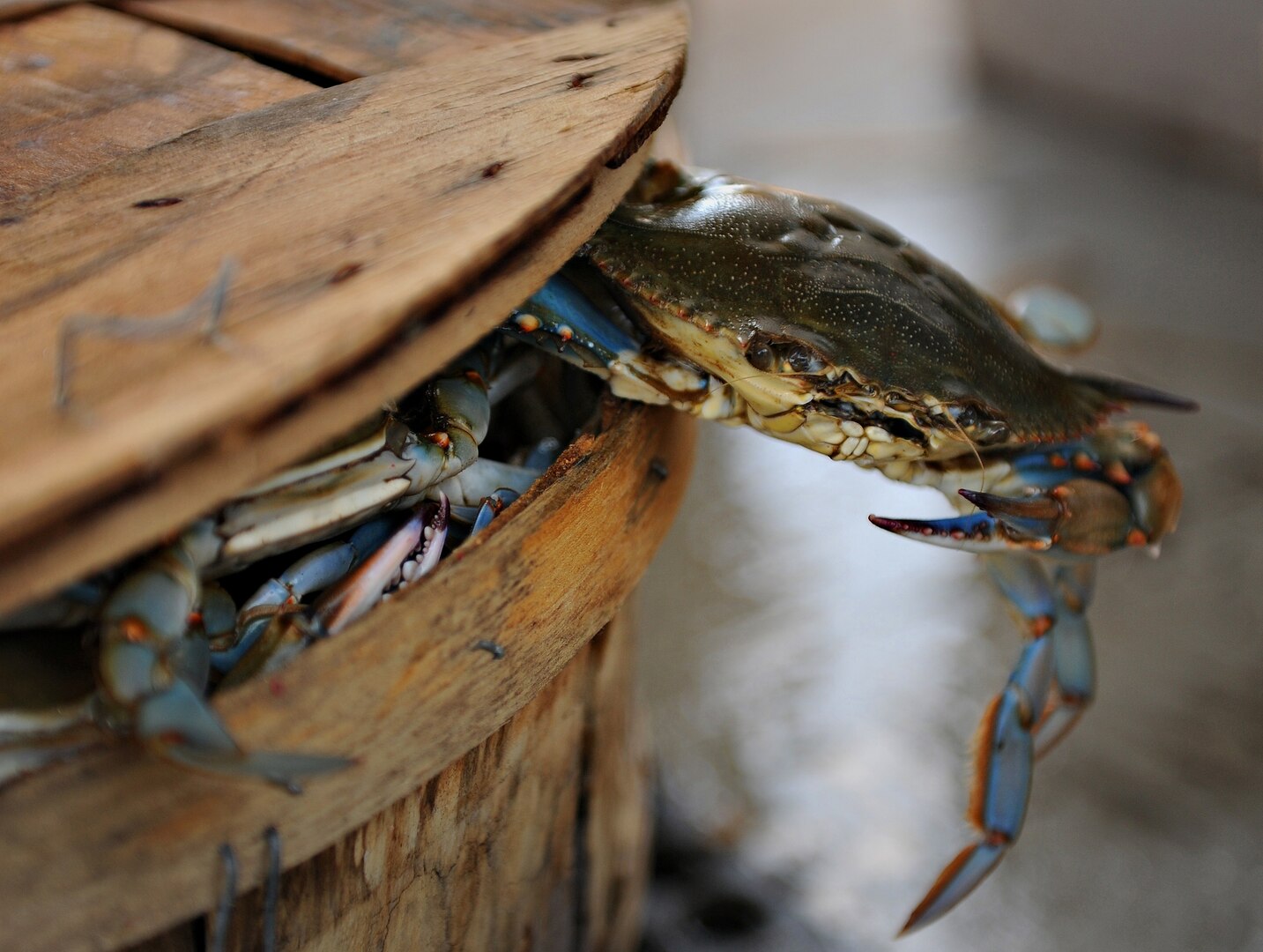 A Crab Escaping from a a Barrel